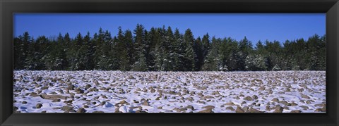 Framed Rocks in snow covered landscape, Hickory Run State Park, Pocono Mountains, Pennsylvania, USA Print