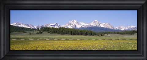 Framed Flowers in a field with a mountain in the background, Sawtooth Mountains, Sawtooth National Recreation Area, Stanley, Idaho, USA Print