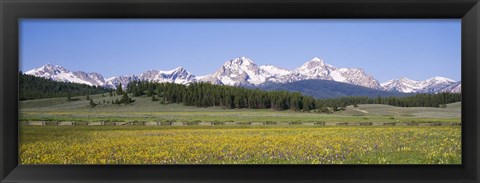 Framed Flowers in a field with a mountain in the background, Sawtooth Mountains, Sawtooth National Recreation Area, Stanley, Idaho, USA Print