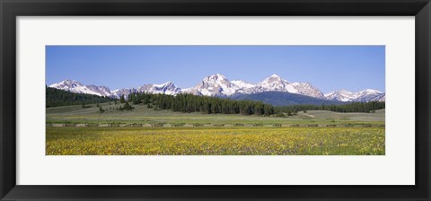 Framed Flowers in a field with a mountain in the background, Sawtooth Mountains, Sawtooth National Recreation Area, Stanley, Idaho, USA Print