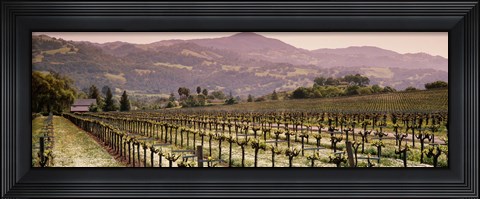 Framed Vineyard on a landscape, Asti, California, USA Print