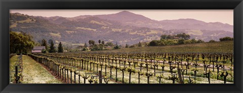 Framed Vineyard on a landscape, Asti, California, USA Print