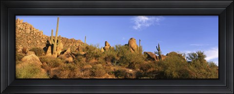 Framed Saguaro Cactus, Sonoran Desert, Arizona, United States Print