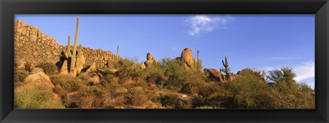 Framed Saguaro Cactus, Sonoran Desert, Arizona, United States Print