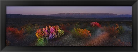 Framed Flowers in a field, Big Bend National Park, Texas, USA Print