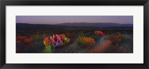 Framed Flowers in a field, Big Bend National Park, Texas, USA Print