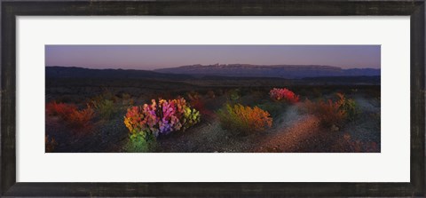 Framed Flowers in a field, Big Bend National Park, Texas, USA Print