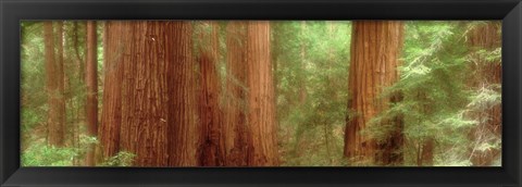 Framed Redwood Trees, Muir Woods, California, USA, Print