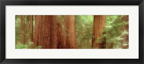 Framed Redwood Trees, Muir Woods, California, USA, Print