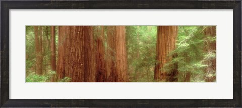 Framed Redwood Trees, Muir Woods, California, USA, Print