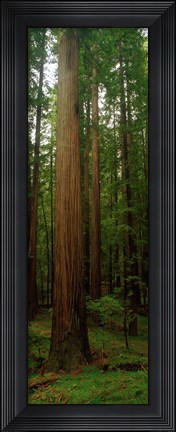 Framed Giant Redwood Trees Ave of the Giants Redwood National Park Northern CA Print