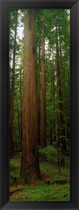 Framed Giant Redwood Trees Ave of the Giants Redwood National Park Northern CA Print