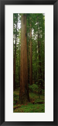 Framed Giant Redwood Trees Ave of the Giants Redwood National Park Northern CA Print