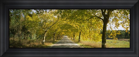 Framed Trees along the road, Portugal Print
