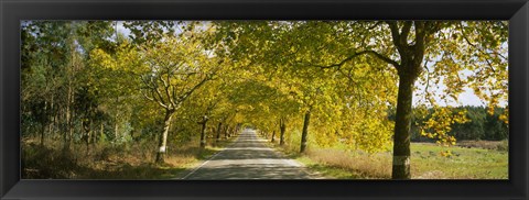 Framed Trees along the road, Portugal Print