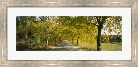 Framed Trees along the road, Portugal Print