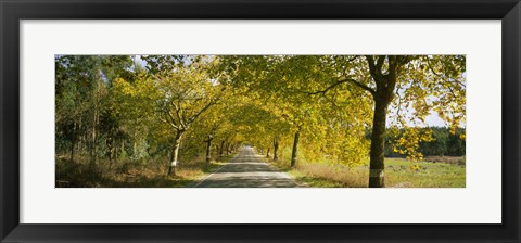 Framed Trees along the road, Portugal Print