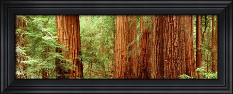 Framed Redwoods Muir Woods CA USA Print