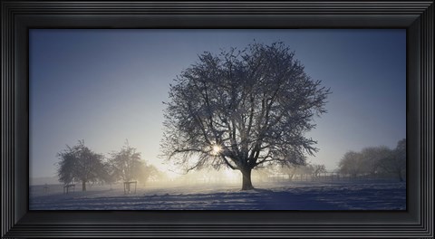 Framed Cherry Tree in Snow, Aargau, Switzerland Print