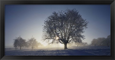 Framed Cherry Tree in Snow, Aargau, Switzerland Print