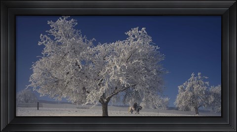 Framed Two people horseback riding through cherry trees on a snow covered landscape, Aargau, Switzerland Print