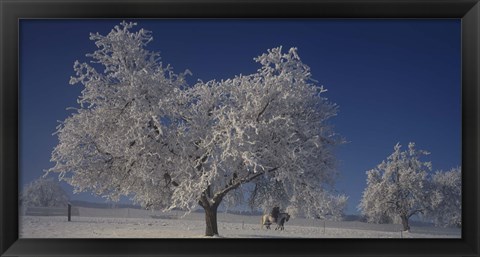 Framed Two people horseback riding through cherry trees on a snow covered landscape, Aargau, Switzerland Print