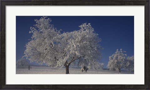 Framed Two people horseback riding through cherry trees on a snow covered landscape, Aargau, Switzerland Print