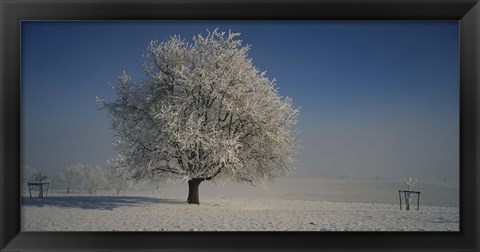 Framed Cherry Tree in a Snowy Landscape, Aargau, Switzerland Print