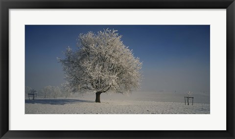 Framed Cherry Tree in a Snowy Landscape, Aargau, Switzerland Print