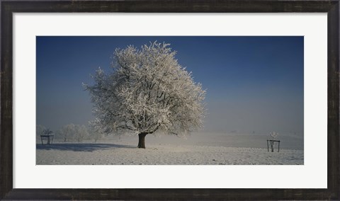 Framed Cherry Tree in a Snowy Landscape, Aargau, Switzerland Print