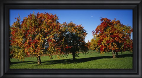 Framed Pear trees in a field, Swiss Midlands, Switzerland Print