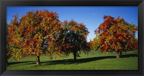 Framed Pear trees in a field, Swiss Midlands, Switzerland Print