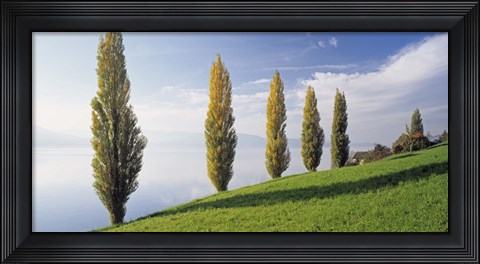 Framed Switzerland, Lake Zug, Row of Populus Trees near a lake Print