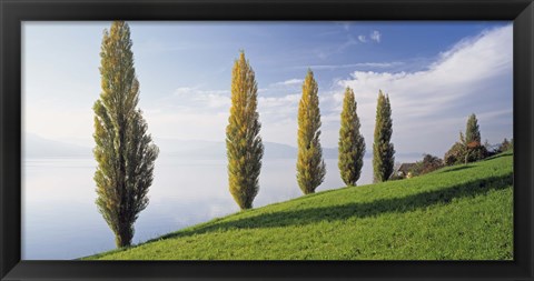 Framed Switzerland, Lake Zug, Row of Populus Trees near a lake Print