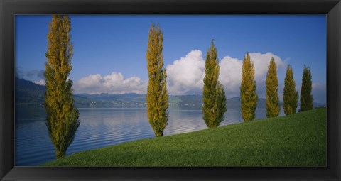 Framed Row of poplar trees along a lake, Lake Zug, Switzerland Print