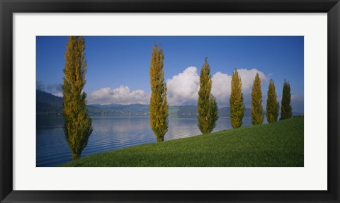 Framed Row of poplar trees along a lake, Lake Zug, Switzerland Print
