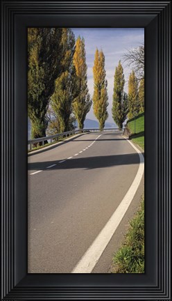 Framed Switzerland, Lake Zug, View of Populus Trees lining a road Print