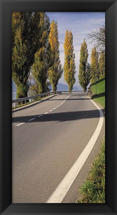 Framed Switzerland, Lake Zug, View of Populus Trees lining a road Print