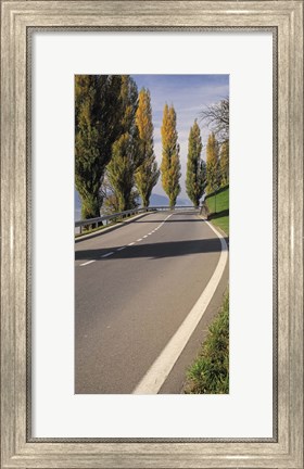 Framed Switzerland, Lake Zug, View of Populus Trees lining a road Print