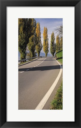 Framed Switzerland, Lake Zug, View of Populus Trees lining a road Print