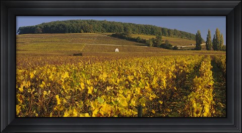 Framed Vineyard on a landscape, Bourgogne, France Print