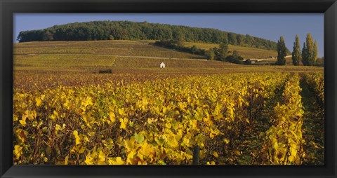 Framed Vineyard on a landscape, Bourgogne, France Print