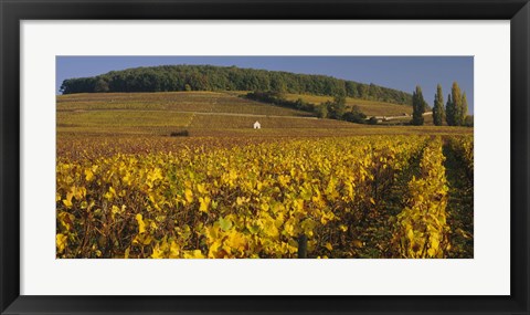 Framed Vineyard on a landscape, Bourgogne, France Print