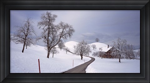 Framed Switzerland, Canton of Zug, Linden trees on a snow covered landscape Print