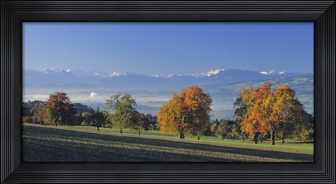 Framed Switzerland, Reusstal, Panoramic view of Pear trees in the Swiss Midlands Print