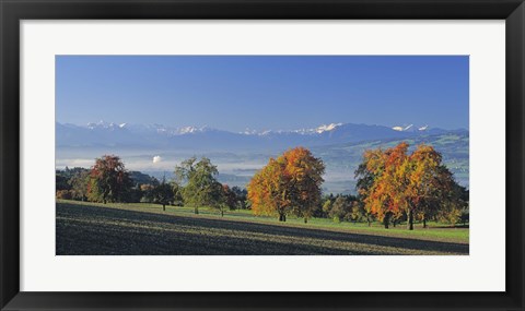 Framed Switzerland, Reusstal, Panoramic view of Pear trees in the Swiss Midlands Print