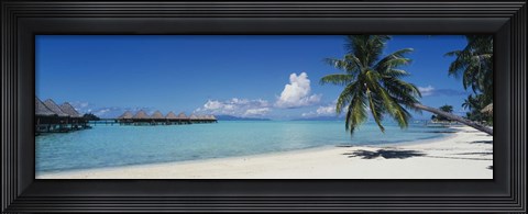Framed Palm Tree On The Beach, Moana Beach, Bora Bora, Tahiti, French Polynesia Print
