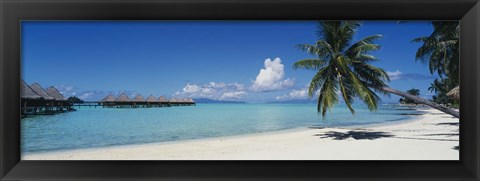 Framed Palm Tree On The Beach, Moana Beach, Bora Bora, Tahiti, French Polynesia Print