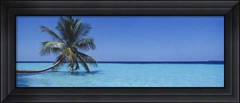 Framed Palm tree in the sea, Maldives Print