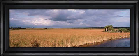 Framed USA, Florida, Big Cypress National Preserve along Tamiami Trail Everglades National Park Print